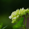 flower ～季節の始まり～