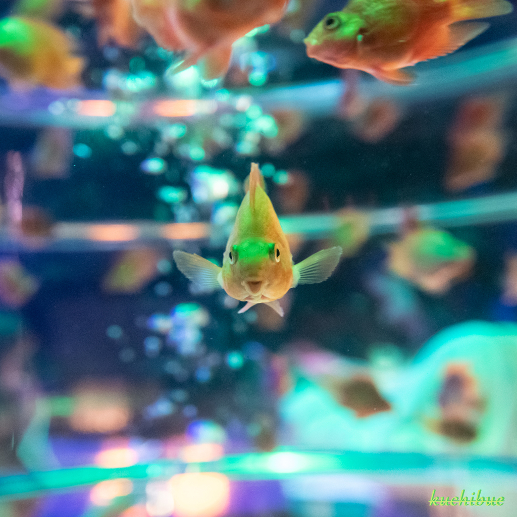 aquarium ~ぶさかわ~