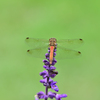 insect