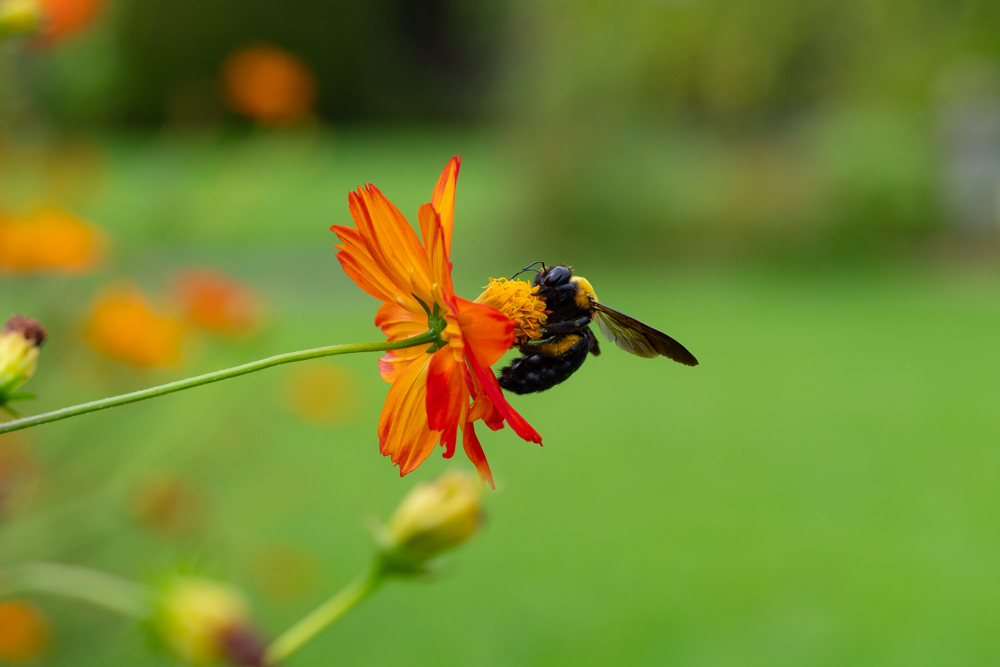 insect