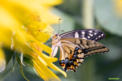 insect