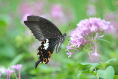 insect photo