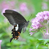 insect photo