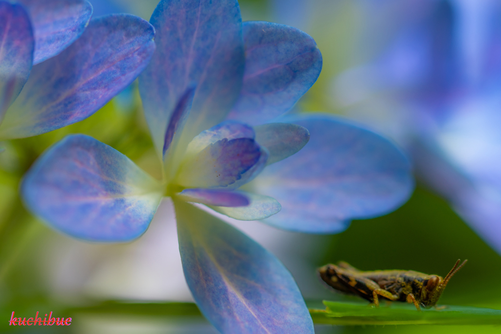 flower ~鎌倉散歩Ⅱ~