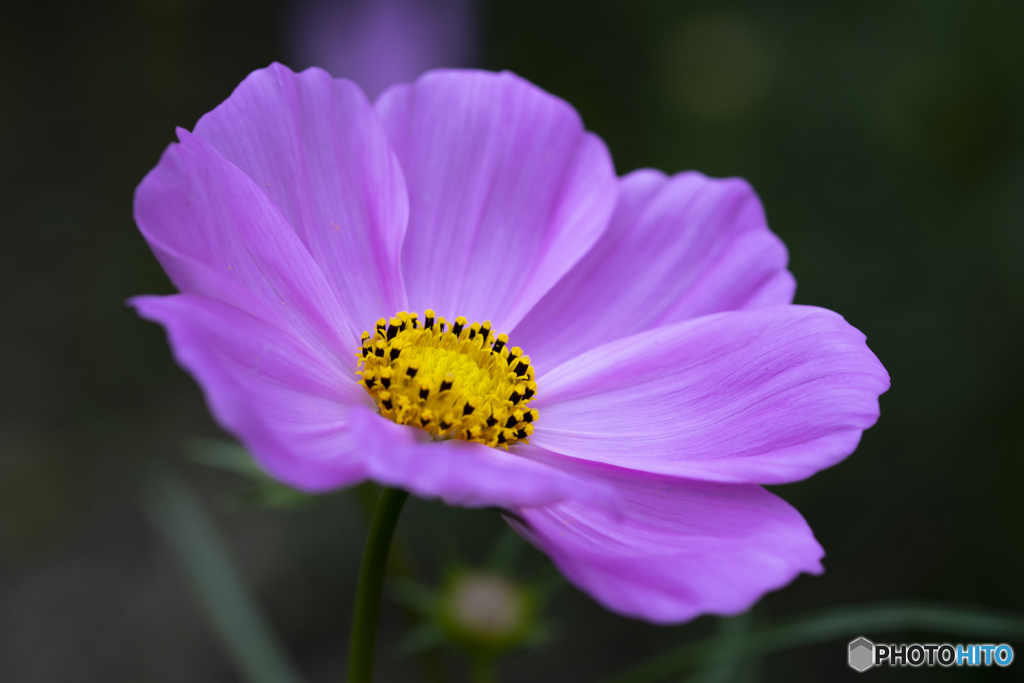 秋桜