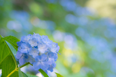 flower photo