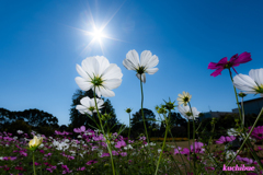 flower ~秋空~