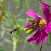 insect