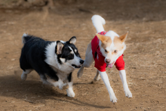 PET PHOTO