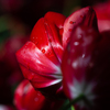 flower ～艶～