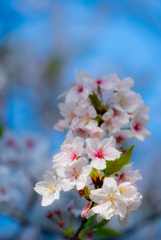 flower photo