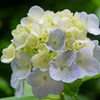 flower ～雨上がり～