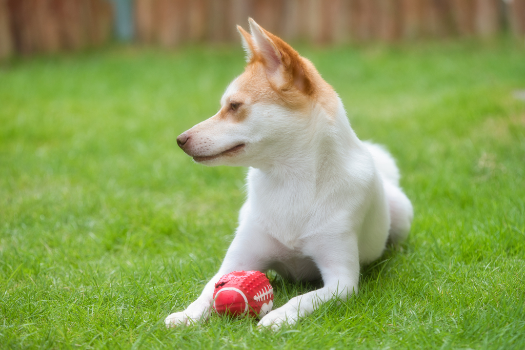 PET PHOTO