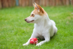 PET PHOTO
