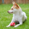 PET PHOTO