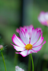 flower ~秋の訪れ~