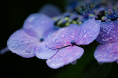 flower photo