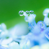 flower ~フワフワその２~