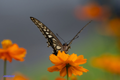 insect photo