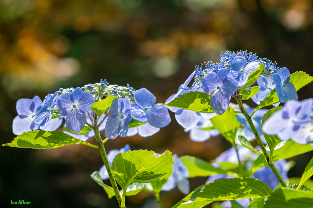 flower ~優しい光~