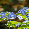 flower ~優しい光~
