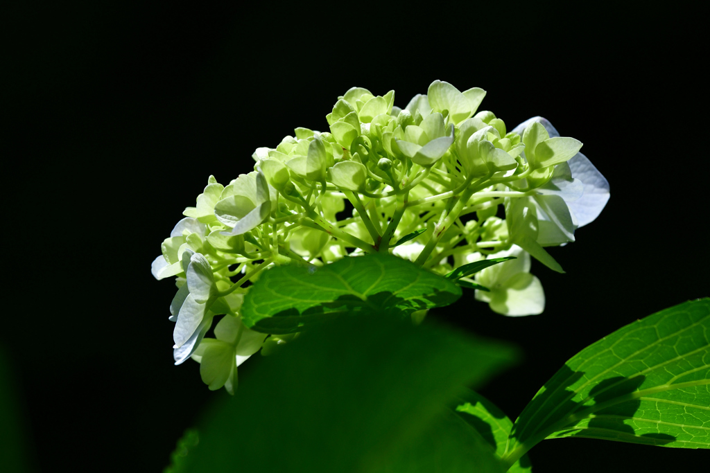 紫陽花 (9)
