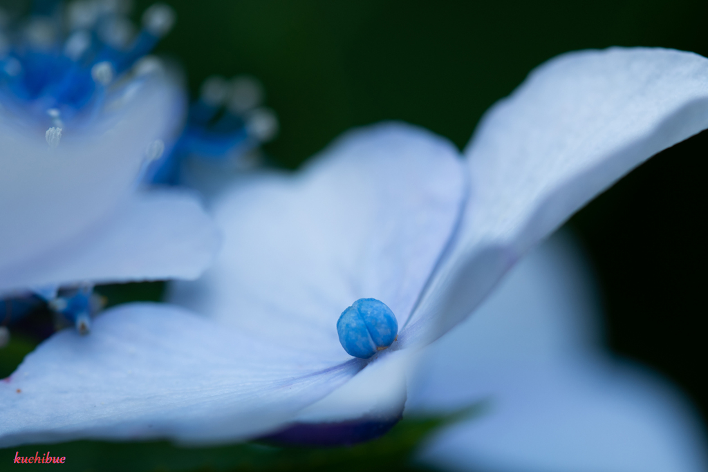 flower ~Blue~