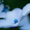 flower ~Blue~