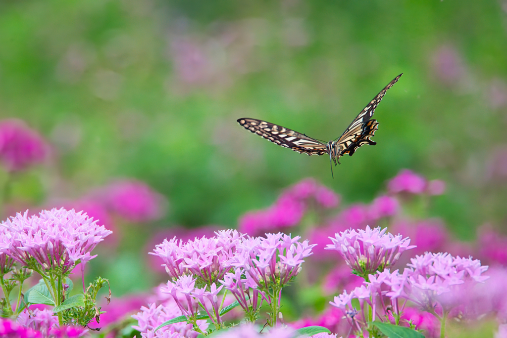 insect photo