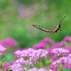 insect photo