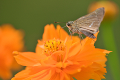 insect photo　～お食事中～