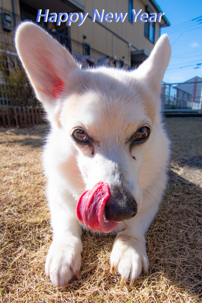 PET PHOTO