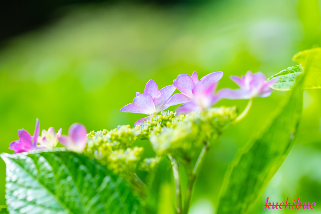 flower ~鎌倉散歩~