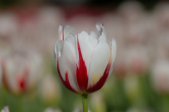 flower ~白色~