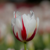 flower ~白色~
