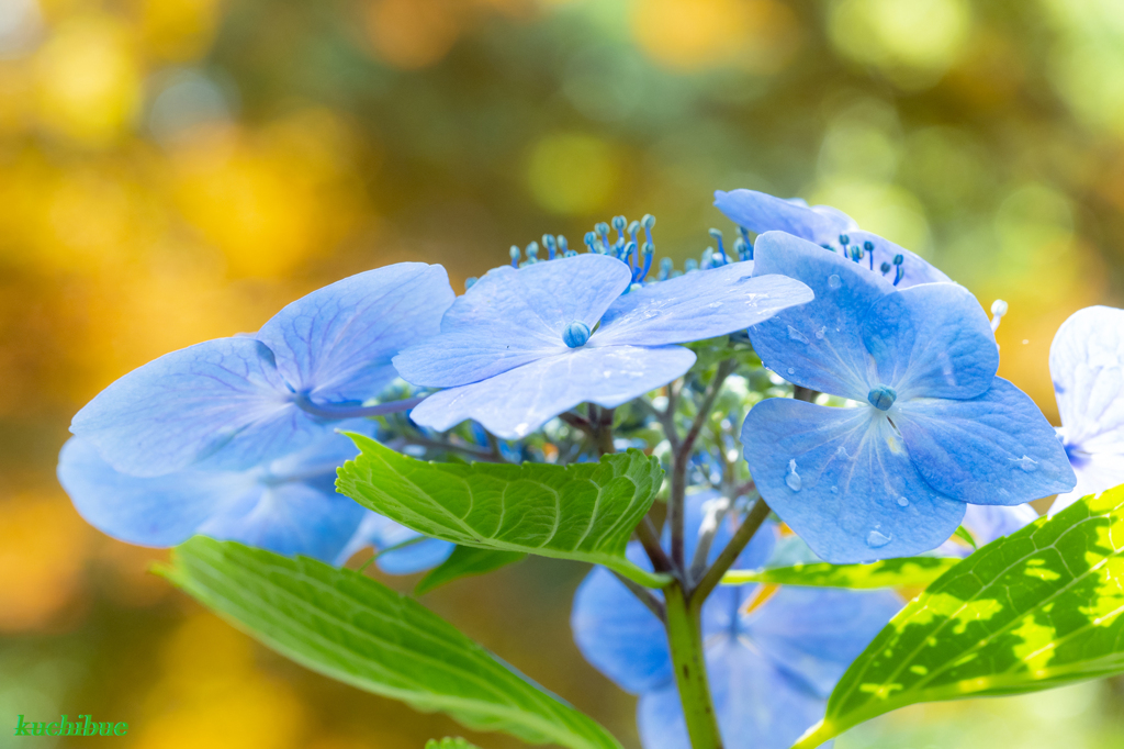 flower ~雨上がりⅡ~