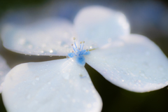 flower photo
