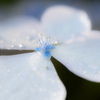 flower photo