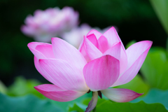 flower photo