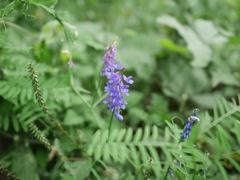 道ばたの草