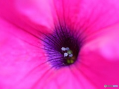 ペチュニア花芯