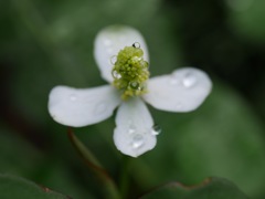 雨上がりのドクダミの花