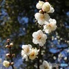 梅も香りだけじゃない