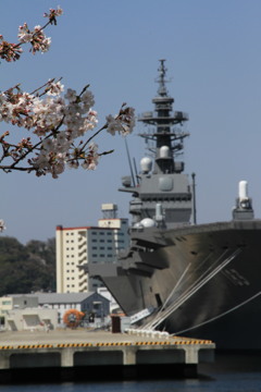 桜といずも