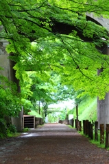 雨上がりの朝