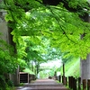 雨上がりの朝