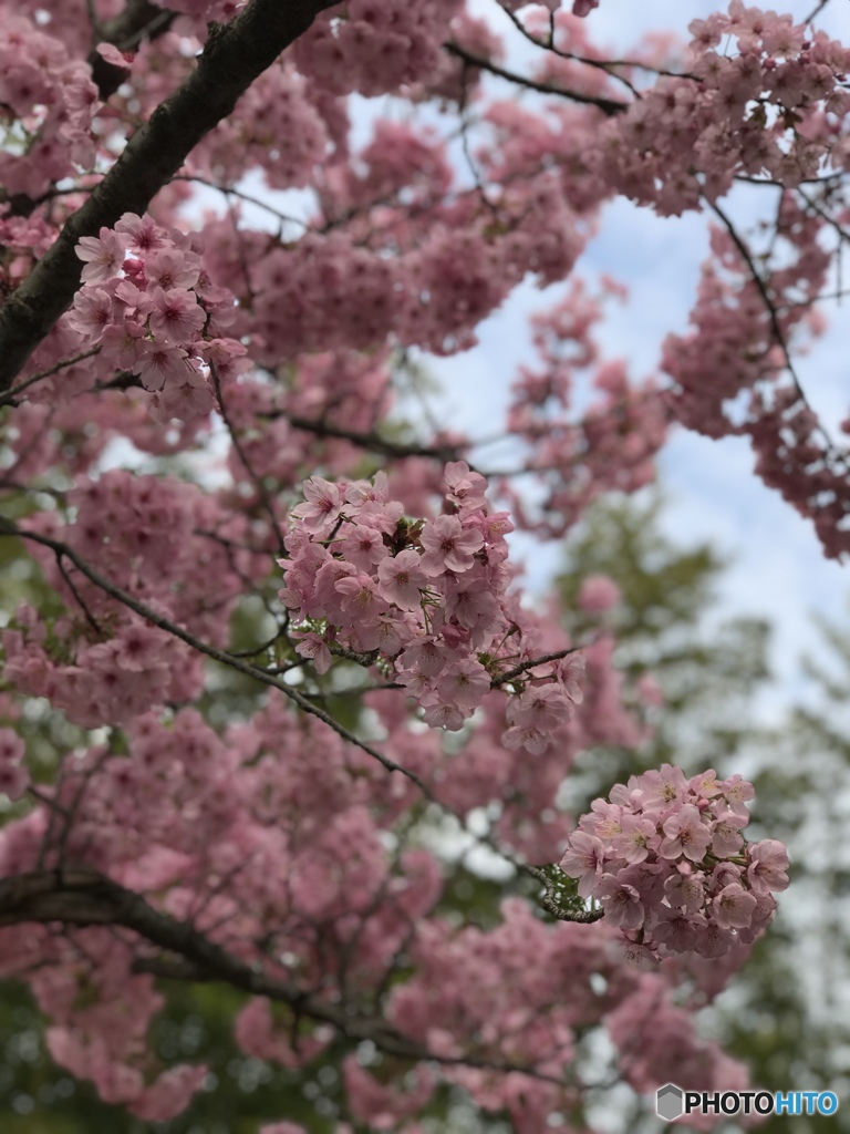 かわいいサクラ