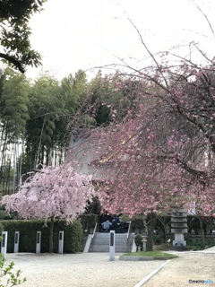 桜   咲く桜