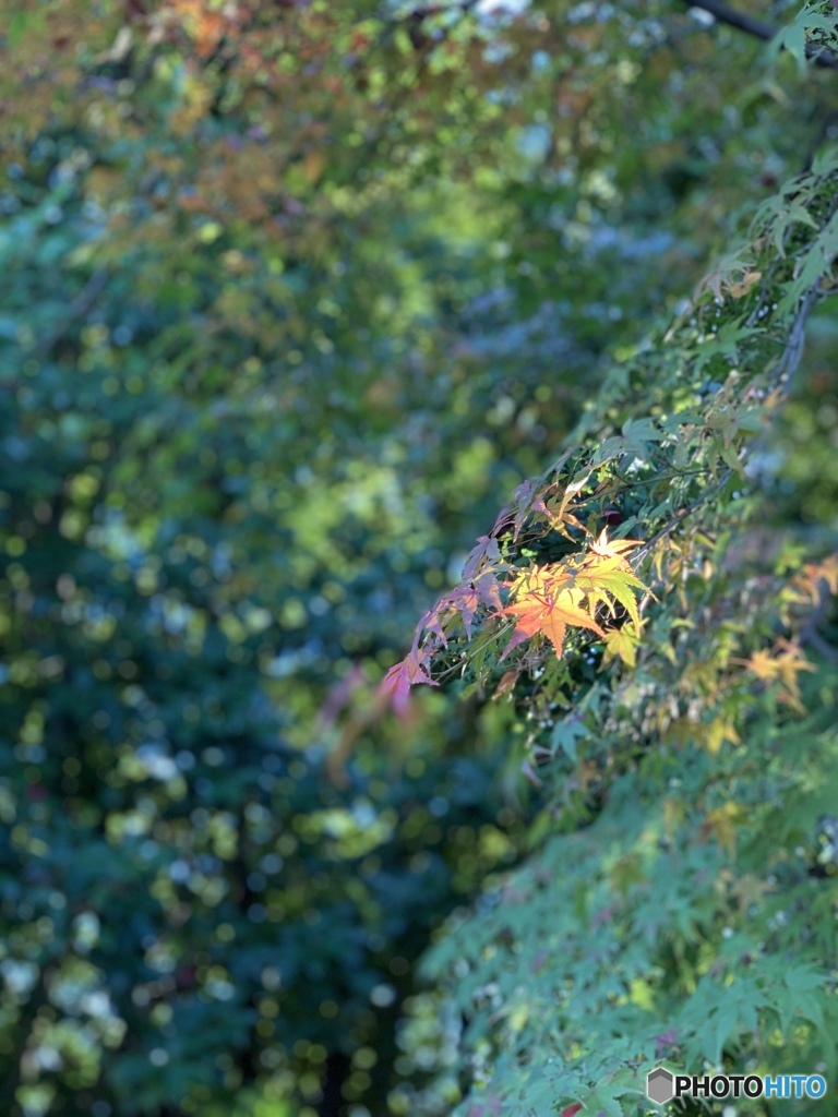 一握りの紅葉