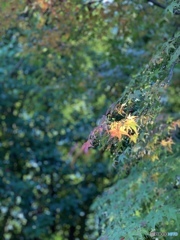 一握りの紅葉